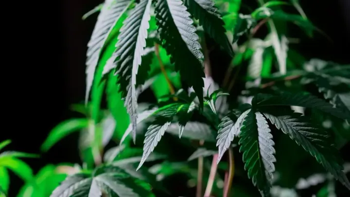 简一思迈报道 | 安慰剂效应：意念如何“欺骗”大麻？